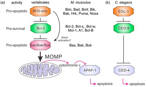 Biomolecules | Free Full-Text | The Bcl-2 Family: Ancient Origins ...