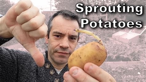 Sprouting Potatoes – Everything You’ll Want to Know! - YouTube