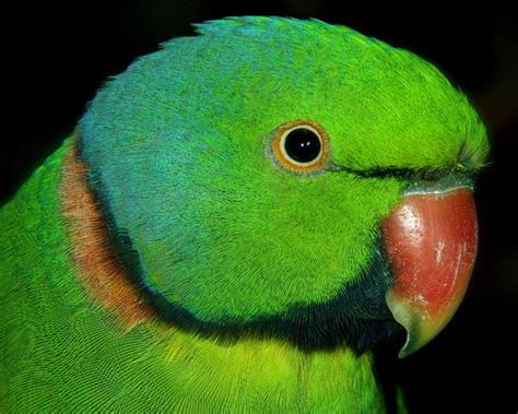 Mauritius Parakeet aka Echo Parrot (Psittacula eques) by Whi Mauritius ...