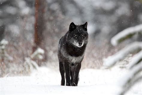 Why Are Some Gray Wolves Black? | Black wolf, Wolf photography, Wolf ...