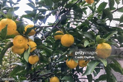 359 Yuzu Plant Stock Photos, High-Res Pictures, and Images - Getty Images