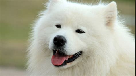 45+ Big White Fluffy Dog Breeds Names - l2sanpiero