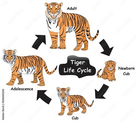 Fototapeta dla nastolatków Tiger Life Cycle Infographic Diagram showing ...