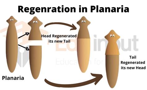 Types of Regeneration | Regeneration in Planaria | Regeneration in ...