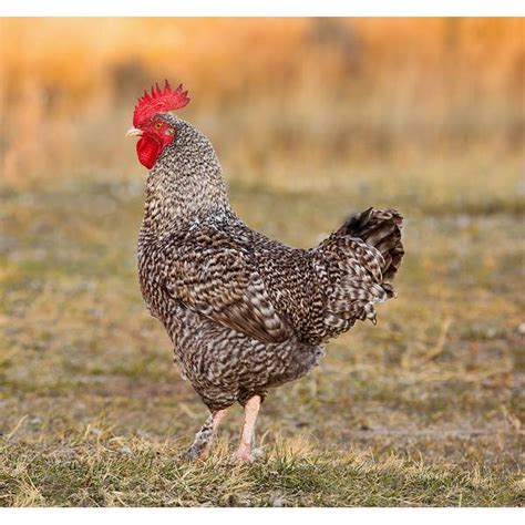 Cackle Hatchery Cuckoo Maran Cockerel Chicken - 133M | Blain's Farm & Fleet