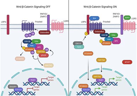 Frontiers | Epigenetic Regulation of the Wnt/β-Catenin Signaling ...