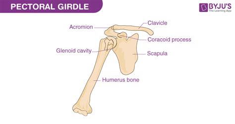 Pectoral Girdle Bones and Parts: Scapula, Clavicle, Acromion and ...