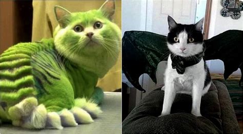 Costume cats or Daenerys’ dragons: A Game of Thrones makeover ...