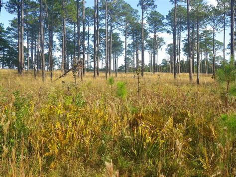 A wetland seep in a managed well-burned longleaf pine forest; the seep ...