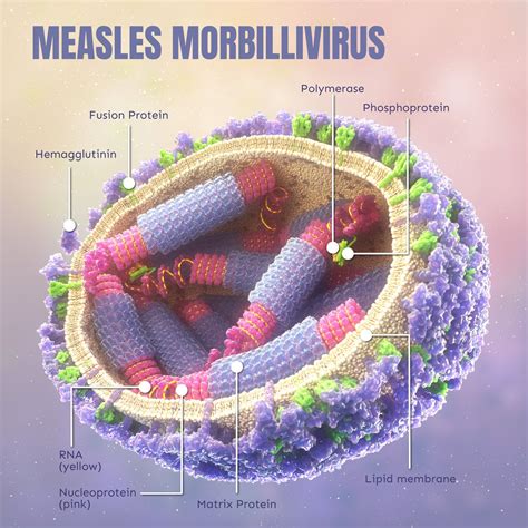 Measles Virus Structure