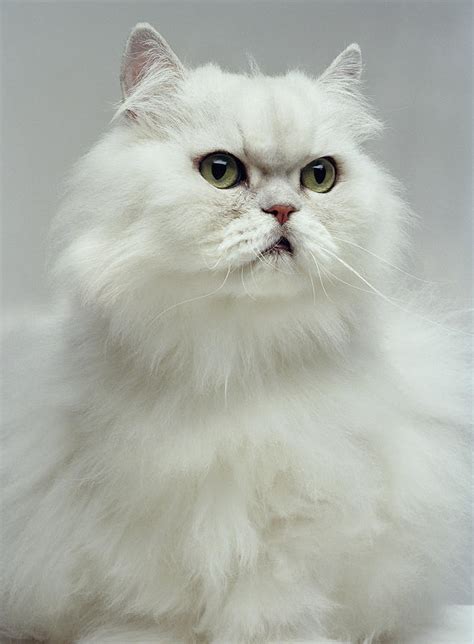 White Persian Cat, Close-up Digital Photograph by Daniel Day - Pixels