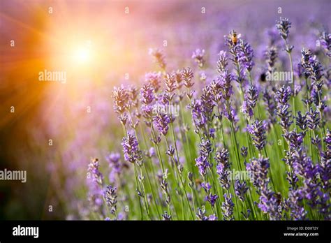 Rows of lavender crops in field Stock Photo - Alamy