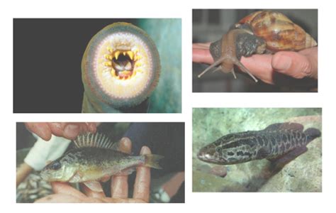 Invasive Species - The Eurasian Ruffe Gymnocephalus cernuus