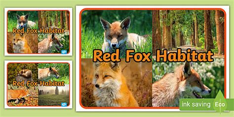 Red Fox Habitat Display Photos (teacher made) - Twinkl