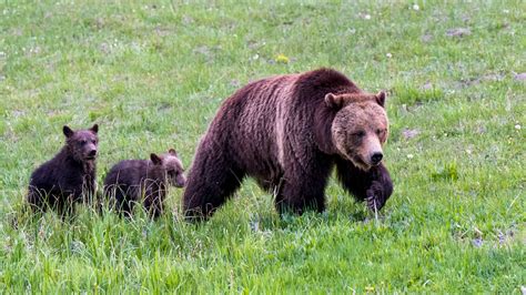 Yellowstone grizzly bears are again listed as threatened | Science | AAAS