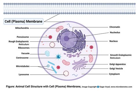 Cell Membrane Images Worksheet Answers