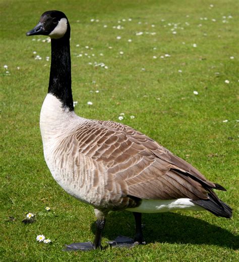 Canada geese are a real nuisance because of what they leave behind