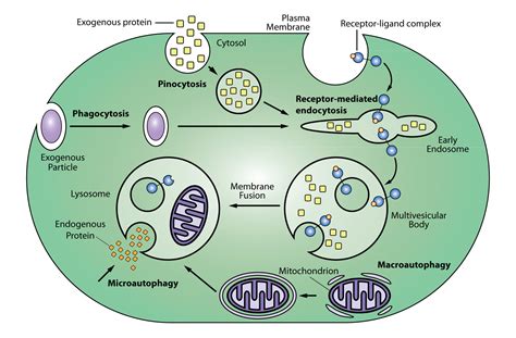 Lysosome Pathway