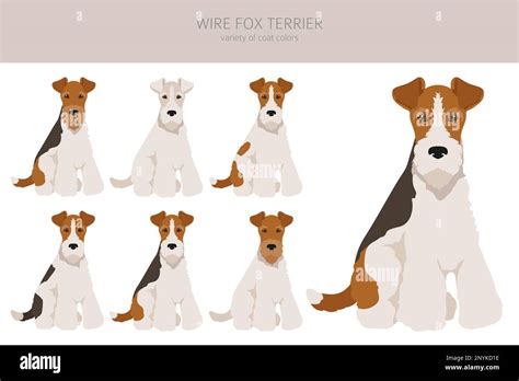 Wire fox terrier clipart. Different poses, coat colors set. Vector ...