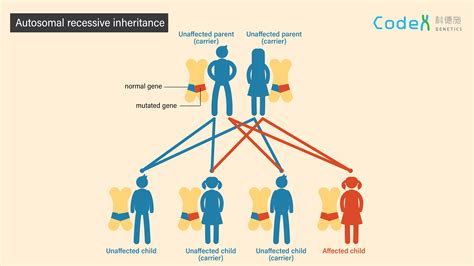 Different Inheritance Patterns of Genetic Disorders | Codex Genetics