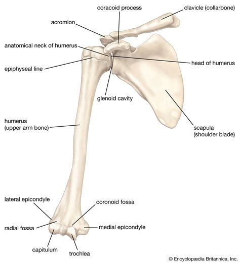 Pectoral Girdle Blank Diagram