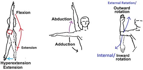 movements of the shoulder joint Diagram | Quizlet