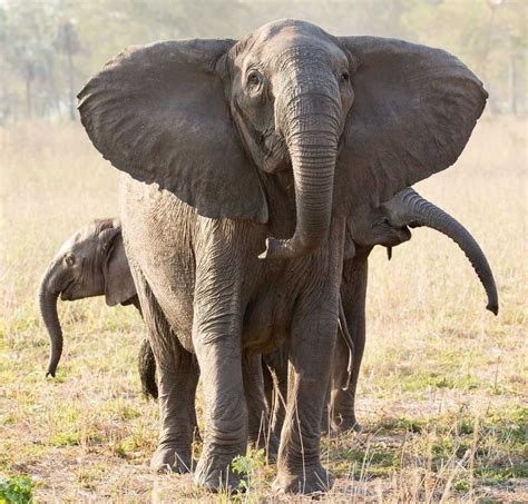 Elephants have evolved to be tuskless because of ivory poaching, a ...