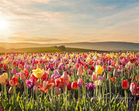 Tulip Field, Sunset Flower Field, Floral Landscape, Fine Art Print ...