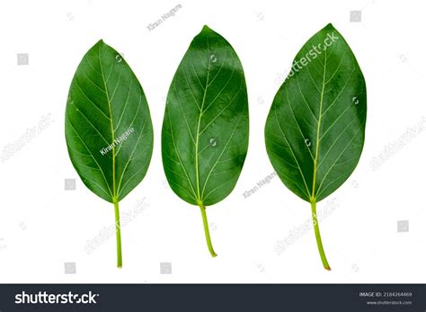 Banyan Tree Leaves Isolated On White Stock Photo 2184264469 | Shutterstock