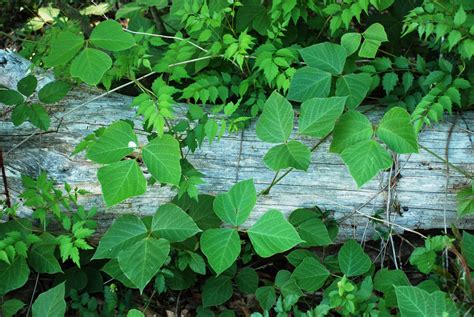 Kudzu Control in Forests, Rights-of-Way & Natural Areas - Alabama ...