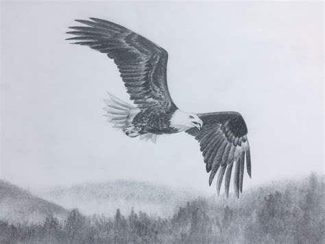 Bald eagle flying sketch. Original graphite pencil drawing of wildlife ...