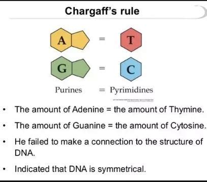 . Explain Chargaff's rule.