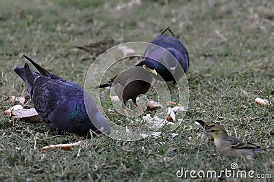 Birds Eating Bread Stock Photo - Image: 47537654