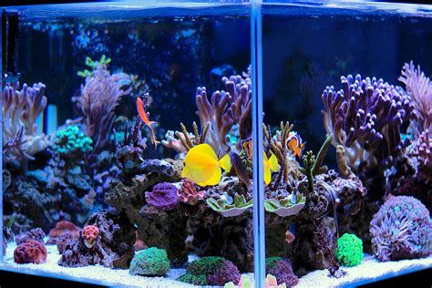 Setting Up a Saltwater Aquarium | Petco | Starting A Saltwater Tank ...