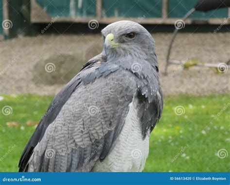 Grey Eagle Buzzard Stock Photo - Image: 56613420