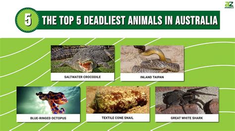 Dangerous Australian Animals List