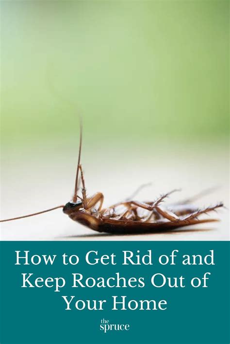 This guide will teach you how to identify roaches in your home, how to ...