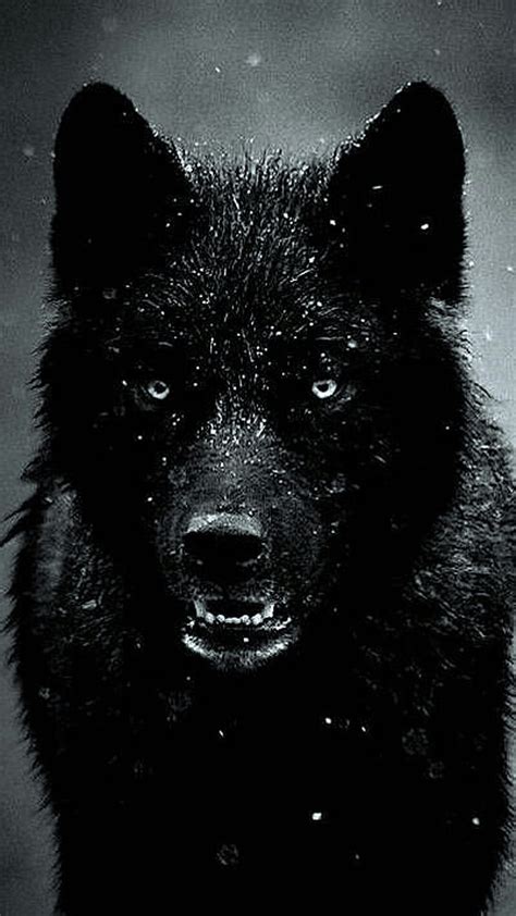 Black Wolf, HD phone wallpaper | Peakpx