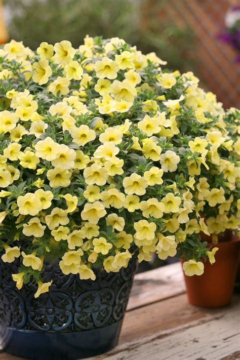 Million Bells®, One of the Most Popular Plants in the Garden from ...