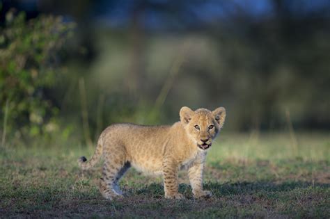 African Lion Facts: Habitat, Diet, Behavior