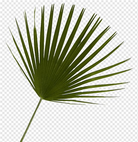 Arecaceae Saw palmetto Tree Plant Leaf, tree, grass, palm Tree, nature ...