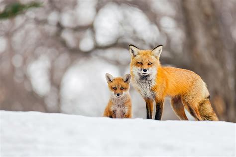 foxes, Cubs, Snow, Two, Fox Wallpapers HD / Desktop and Mobile Backgrounds