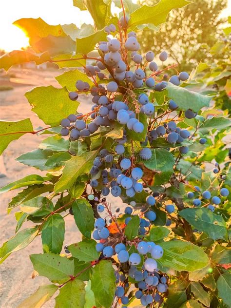 Blue Berries Mahonia Aquifolium Oregon-grape or Oregon Grape and Bush ...