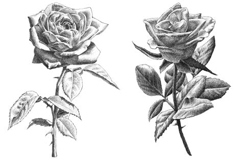 33+ Art Realistic Rose Coloring Pages Images - tykonber