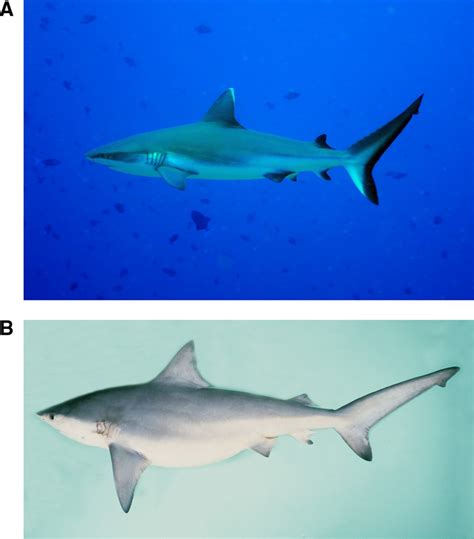 Species record and mistaken identifications: the case of bull sharks at ...