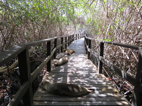 Concha de Perla, Isabela, Galapagos | Julie Journeys