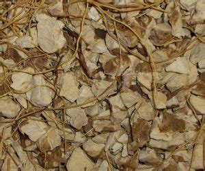 Wild Yam root (Dioscorea villosa) - Bristol Botanicals