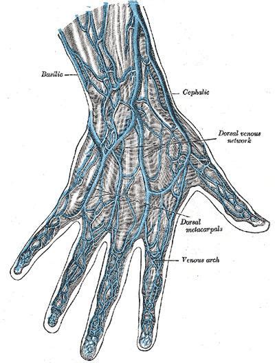 Dorsal metacarpal veins - Alchetron, the free social encyclopedia