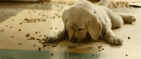 Hungry GIF - Hungry Dog Puppy - Discover & Share GIFs