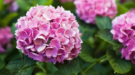 Hortensia: cuidados y variedades